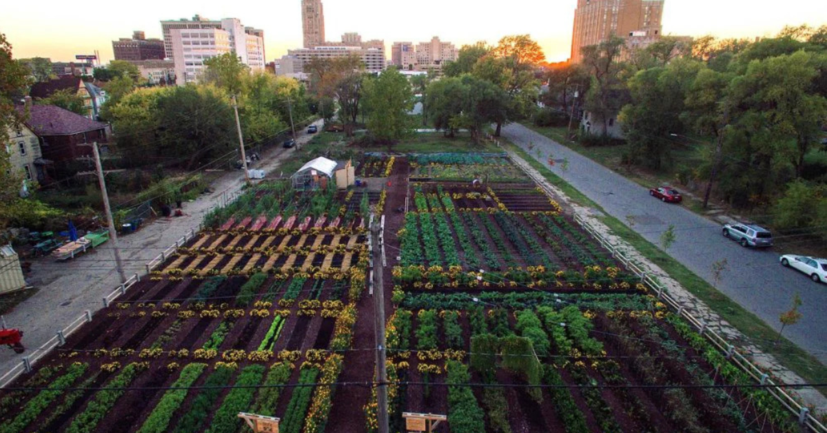 The Future of Urban Agriculture Innovations in Farming Technology