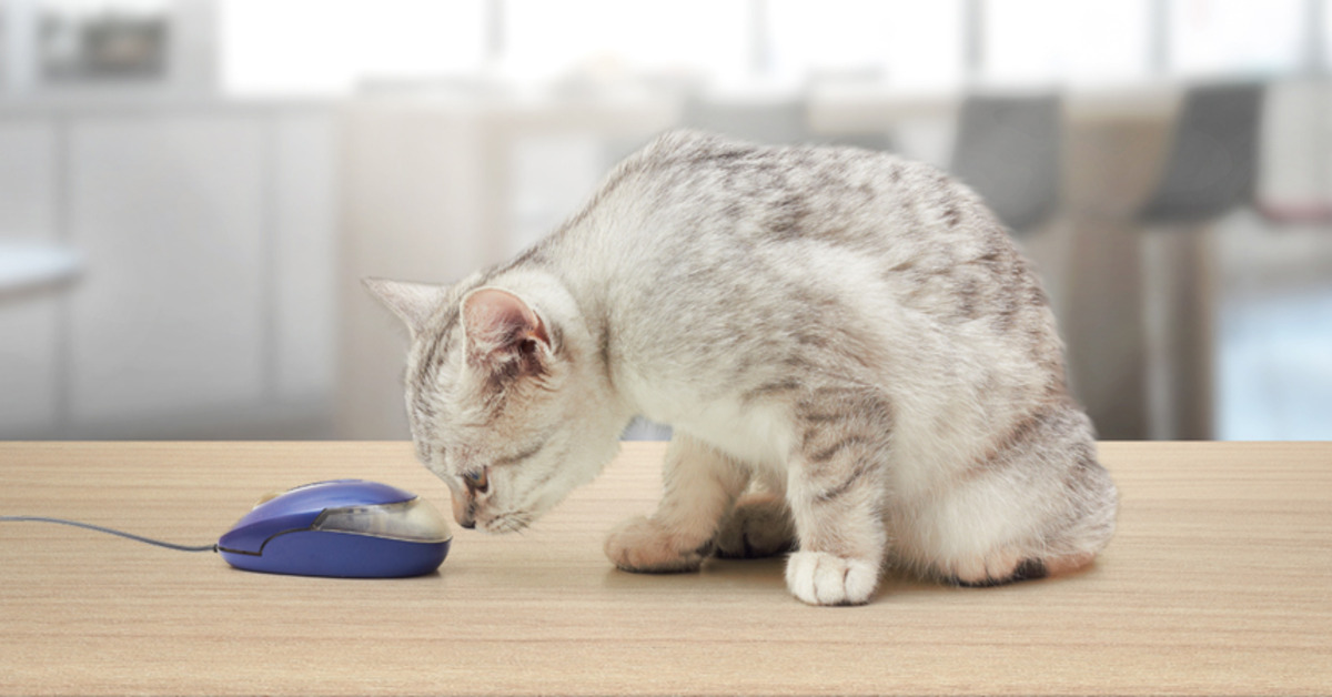 Automatic Cat Gadgets for Busy Cat Owners